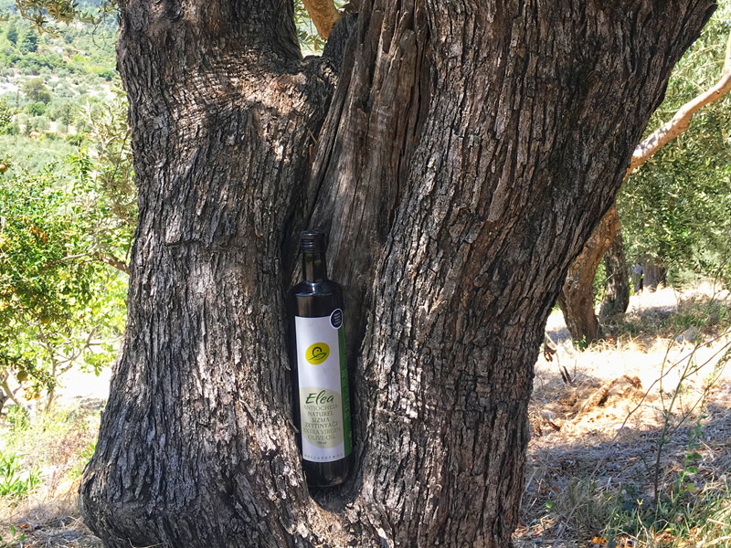 Nalçabasmaz |  Zeytinyağı