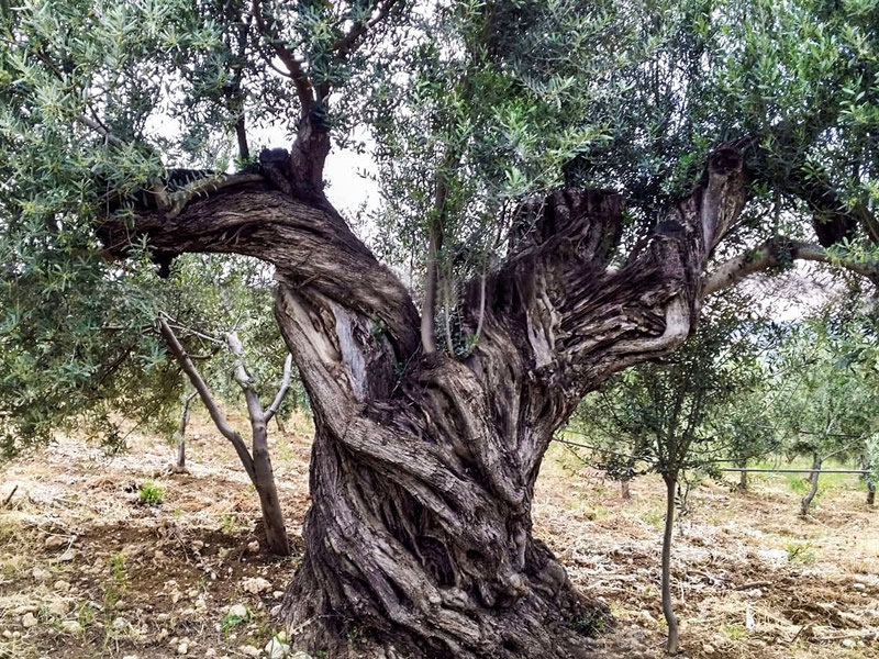 Nalçabasmaz |  Zeytinyağı
