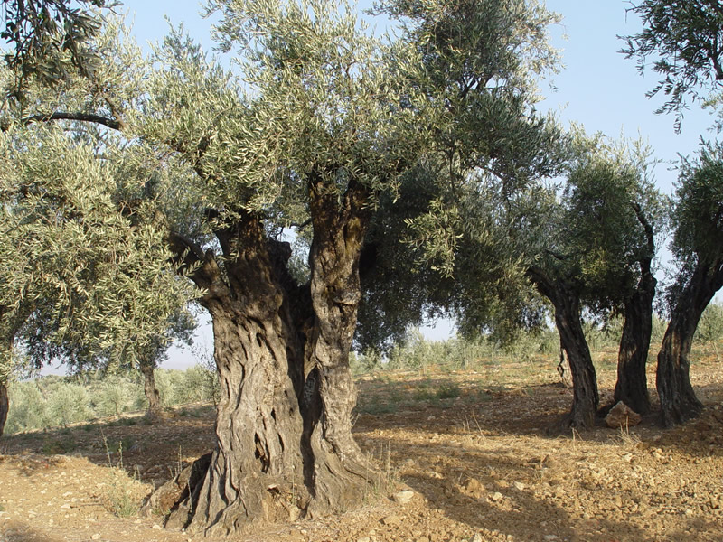 Nalçabasmaz | Zeytinyağı